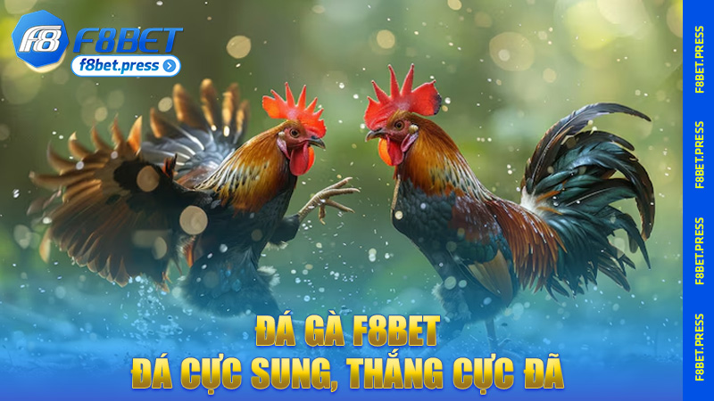 Đá gà F8bet – Gà đá cực sung, thắng cực đã