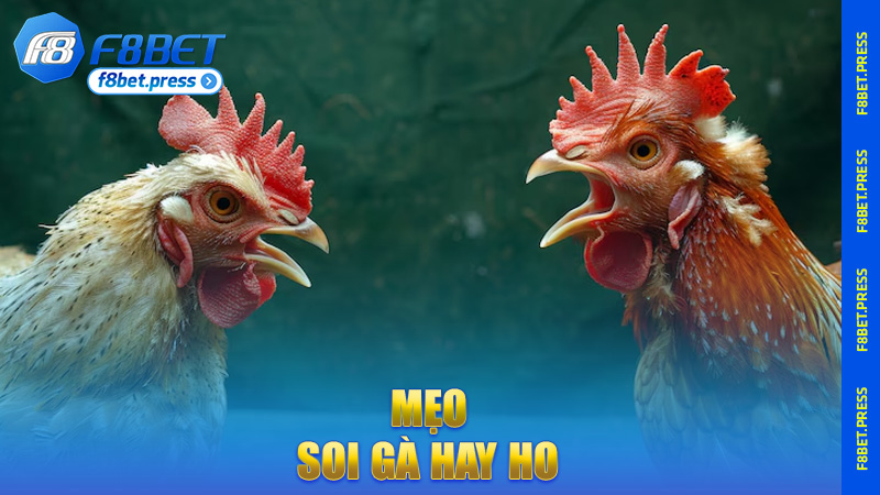 Mẹo soi gà hay ho